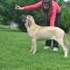 Zwei weibliche English Mastiff Welpen...